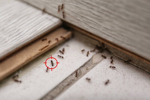 Best Pest Control Near Me in Savannah, TN