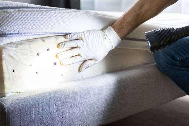 Best Cockroach Control Services  in Savannah, TN